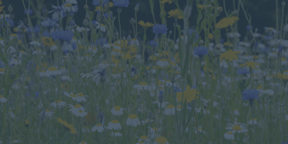 Financing rewilding in England